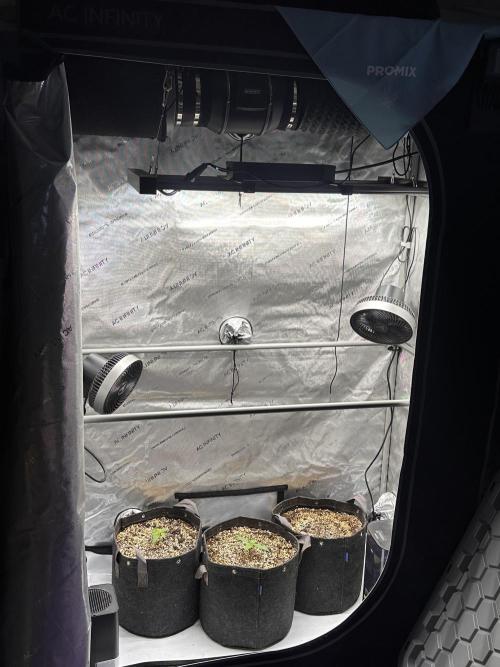 Jelly Donutz Auto. Week 1