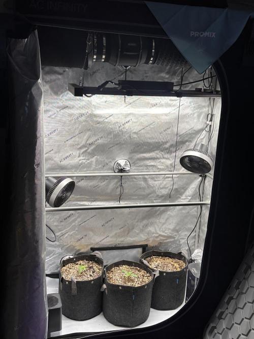 Strawberry Gorilla Auto Round 2. Week 0