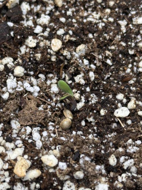 Strawberry Gorilla Auto Round 2. Week 0