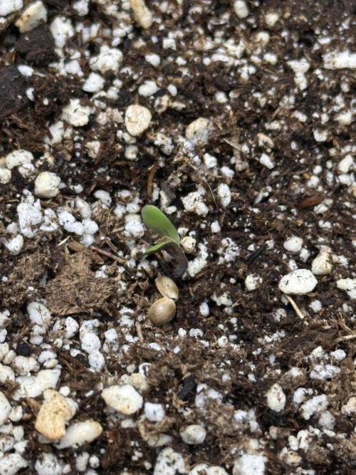 Strawberry Gorilla Auto Round 2. Week 0