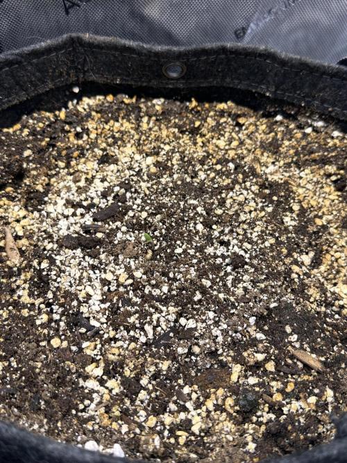 Strawberry Gorilla Auto Round 2. Week 0