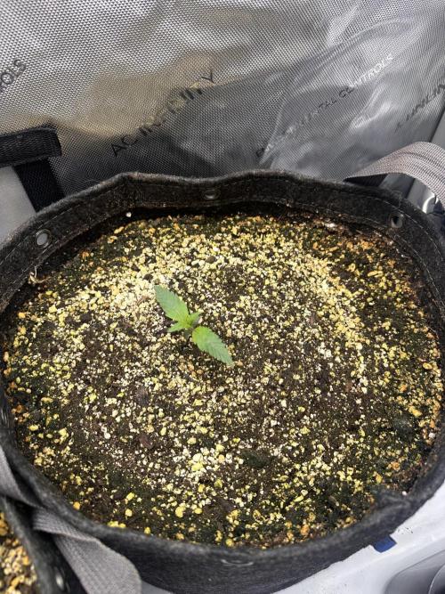 Strawberry Gorilla Auto Round 2. Week 1