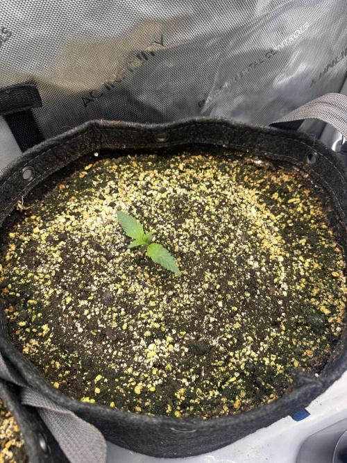 Strawberry Gorilla Auto Round 2. Week 1