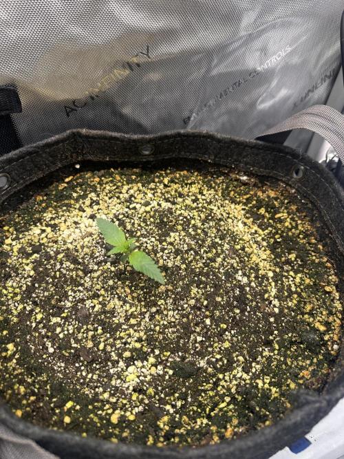 Strawberry Gorilla Auto Round 2. Week 1