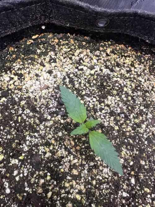 Strawberry Gorilla Auto Round 2. Week 1