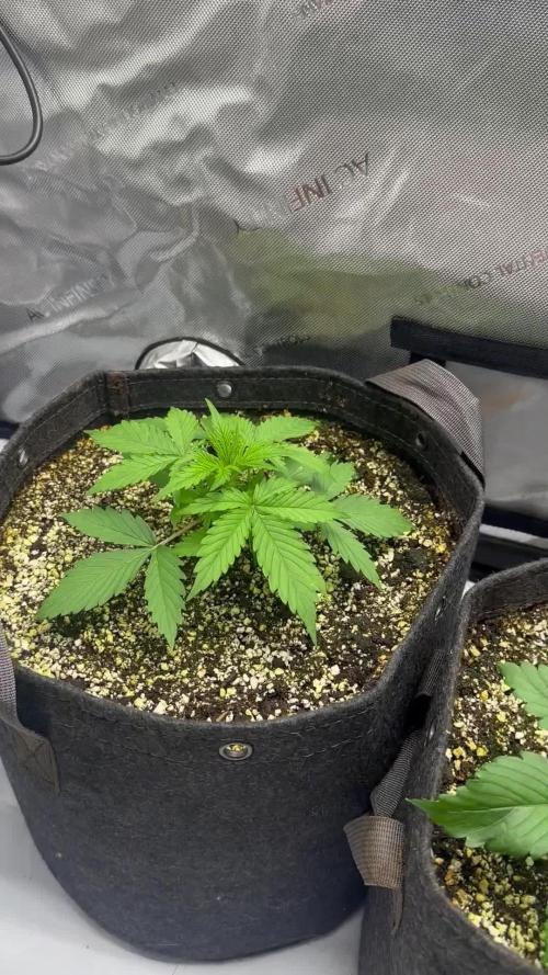 Strawberry Gorilla Auto Round 2