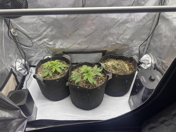 Strawberry Gorilla Auto Round 2. Week 1