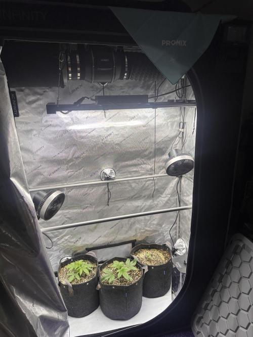 Strawberry Gorilla Auto Round 2. Week 1