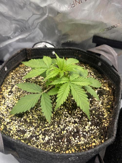 Jelly Donutz Auto. Week 2