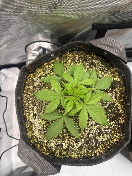 Jelly Donutz Auto. Week 2