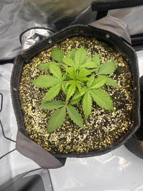Jelly Donutz Auto. Week 2