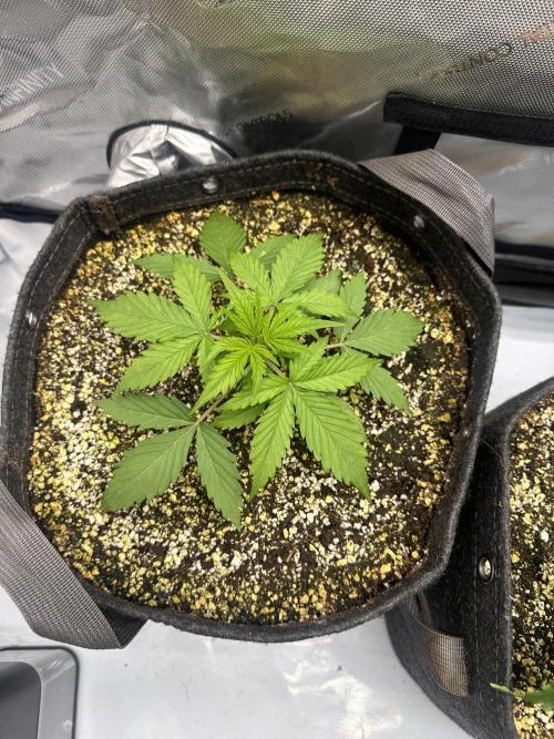 Jelly Donutz Auto. Week 2