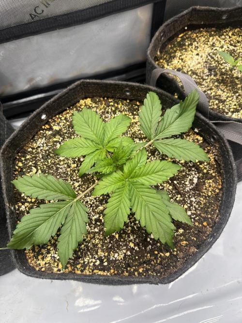 Jelly Donutz Auto. Week 2