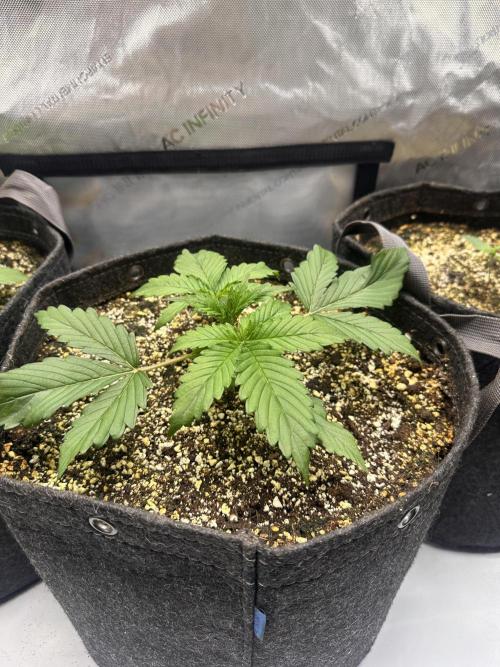 Jelly Donutz Auto. Week 2