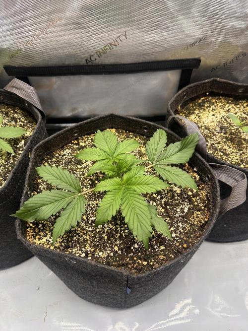 Jelly Donutz Auto. Week 2