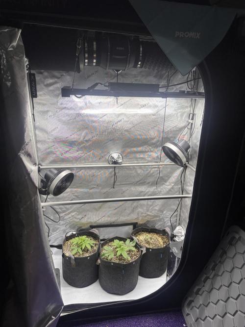 Jelly Donutz Auto. Week 2