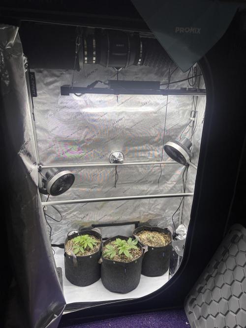 Jelly Donutz Auto. Week 2