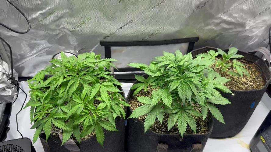 Jelly Donutz Auto