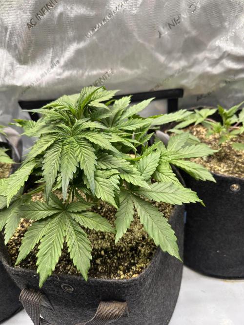 Jelly Donutz Auto. Week 3