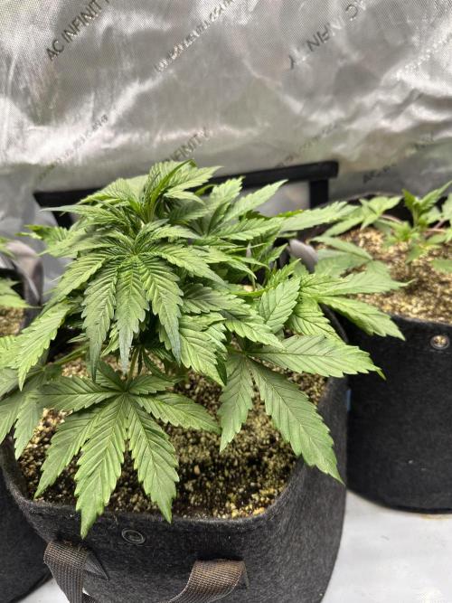 Jelly Donutz Auto. Week 3