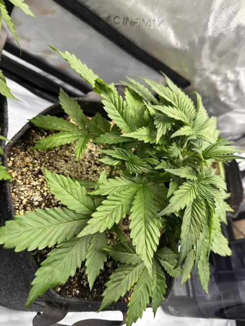 Jelly Donutz Auto. Week 3