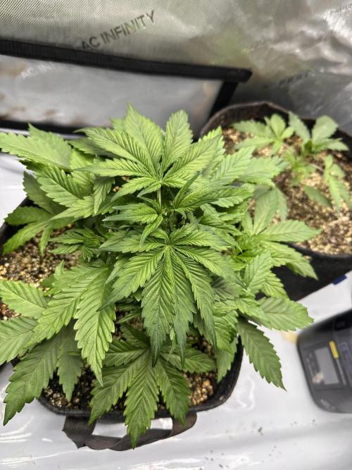 Jelly Donutz Auto. Week 3