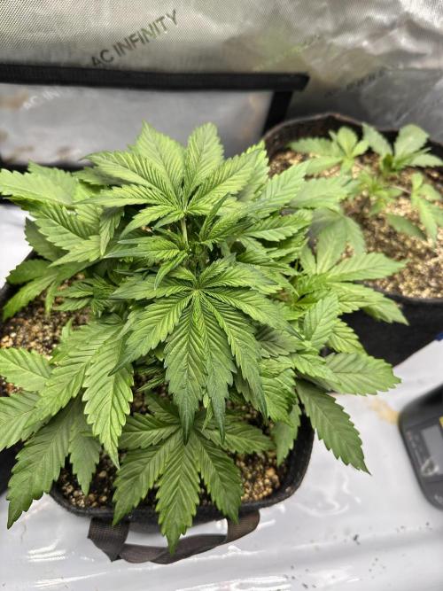 Jelly Donutz Auto. Week 3