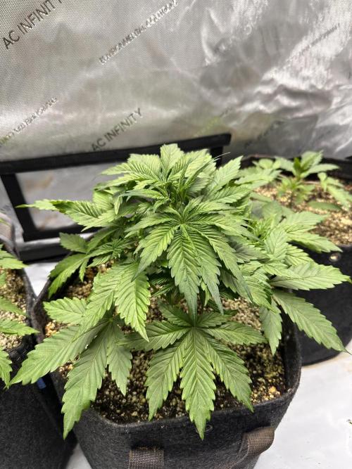 Jelly Donutz Auto. Week 3