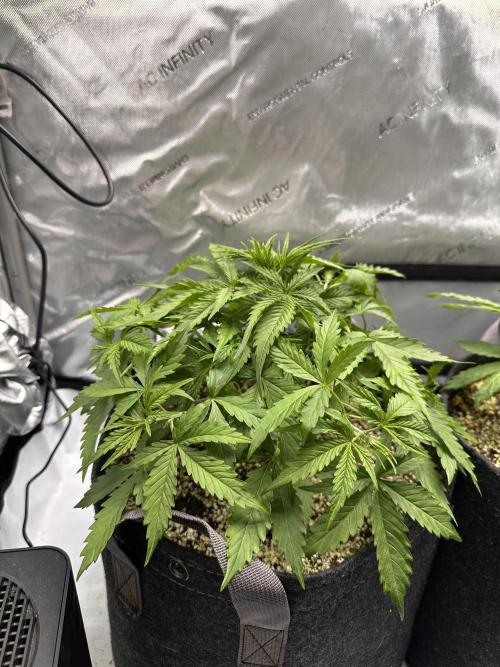 Jelly Donutz Auto. Week 3