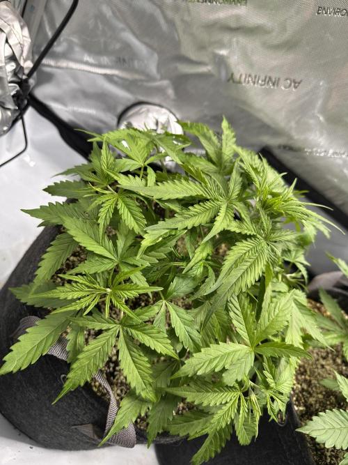 Jelly Donutz Auto. Week 3