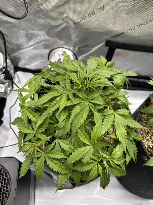 Jelly Donutz Auto. Week 3