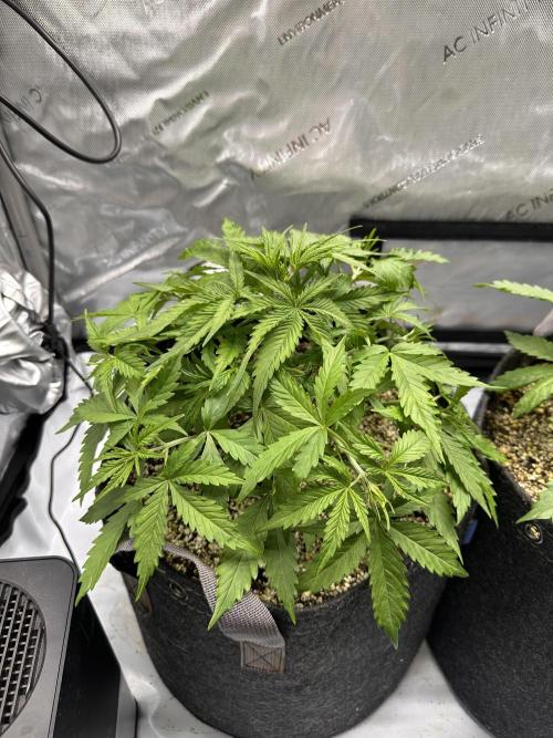 Jelly Donutz Auto. Week 3