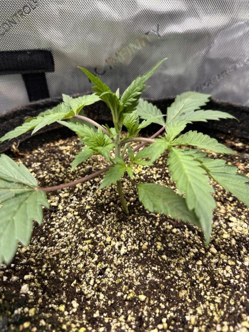 Strawberry Gorilla Auto Round 2. Week 2