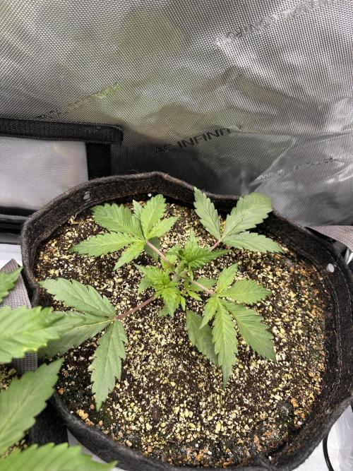 Strawberry Gorilla Auto Round 2. Week 2