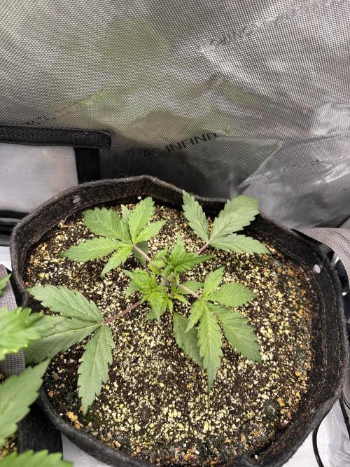 Strawberry Gorilla Auto Round 2. Week 2