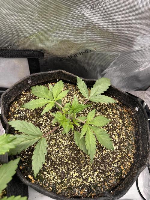 Strawberry Gorilla Auto Round 2. Week 2