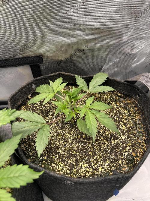 Strawberry Gorilla Auto Round 2. Week 2