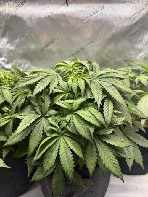 Jelly Donutz Auto. Week 4