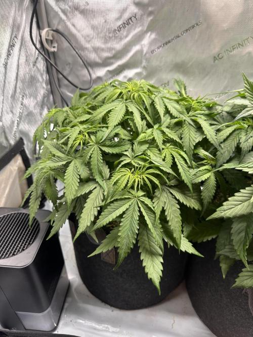 Jelly Donutz Auto. Week 4