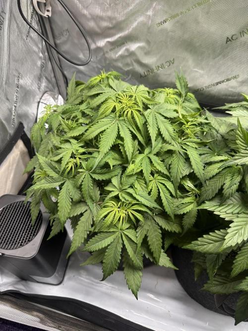 Jelly Donutz Auto. Week 4