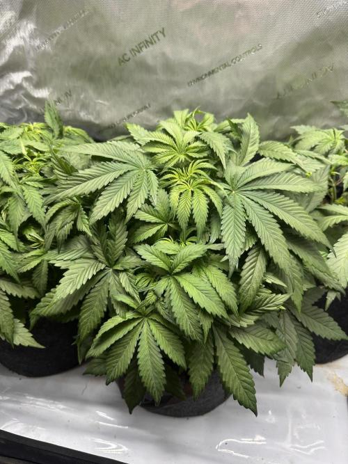 Jelly Donutz Auto. Week 4