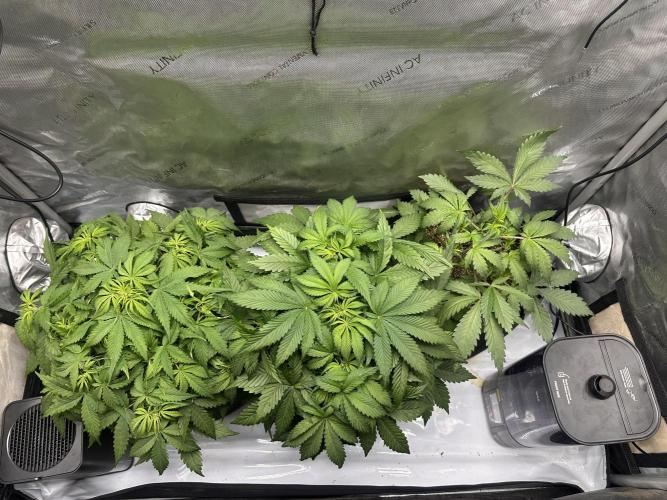 Jelly Donutz Auto. Week 4