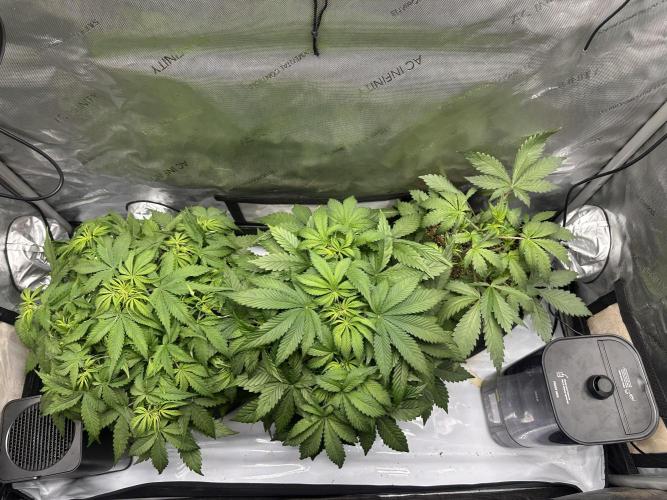Jelly Donutz Auto. Week 4