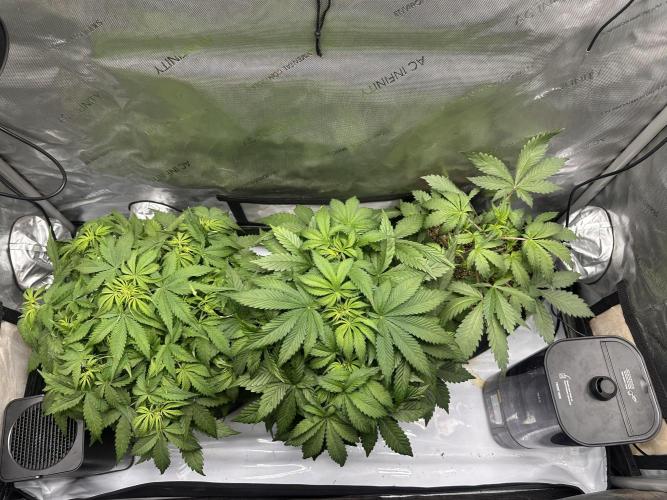 Jelly Donutz Auto. Week 4