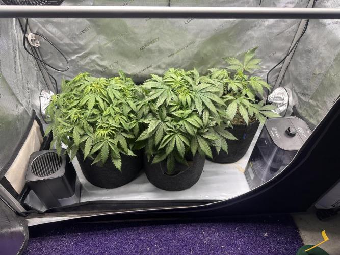 Jelly Donutz Auto. Week 4