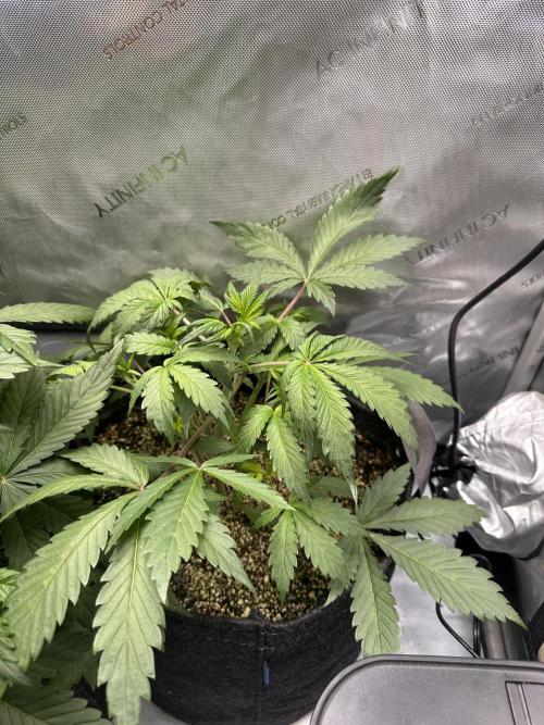 Strawberry Gorilla Auto Round 2. Week 3