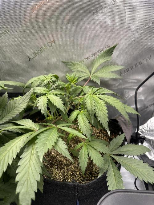 Strawberry Gorilla Auto Round 2. Week 3