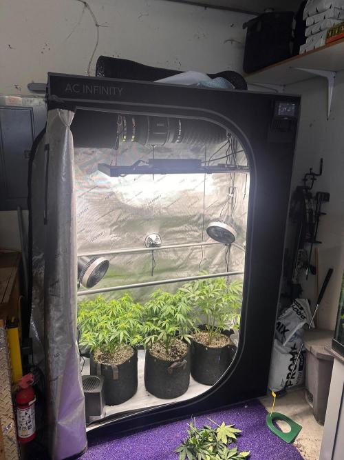 Jelly Donutz Auto. Week 5