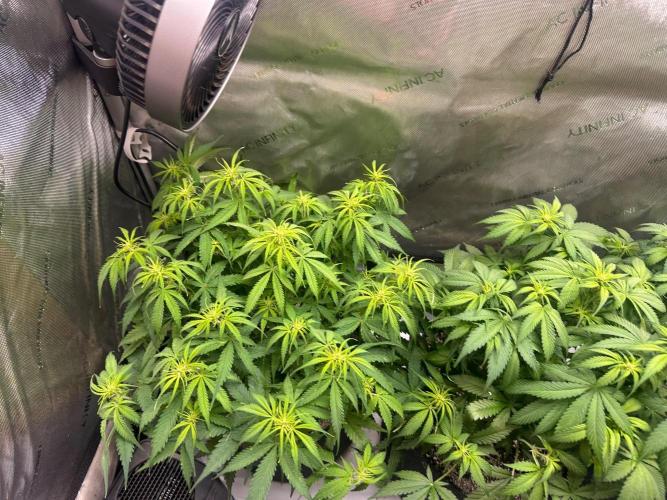 Jelly Donutz Auto. Week 5