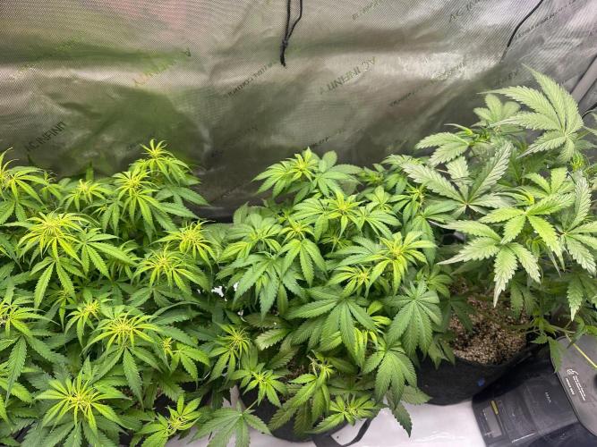 Jelly Donutz Auto. Week 5